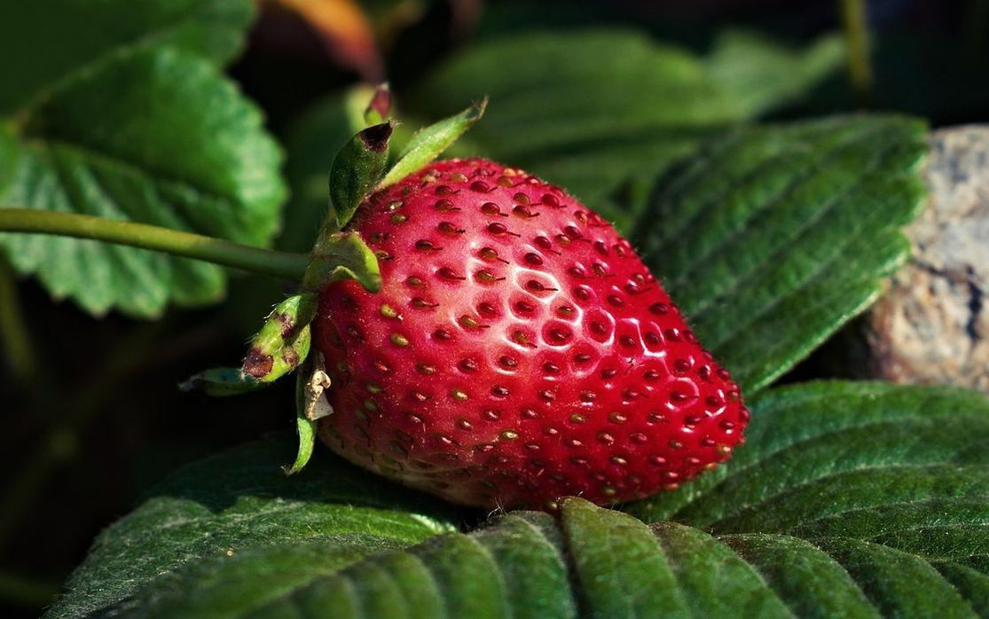 Güneşli bir köşedeki mağazanın ön cephesi, taze meyve ve berry'lerle dolu